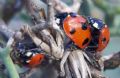 Coccinella algerica